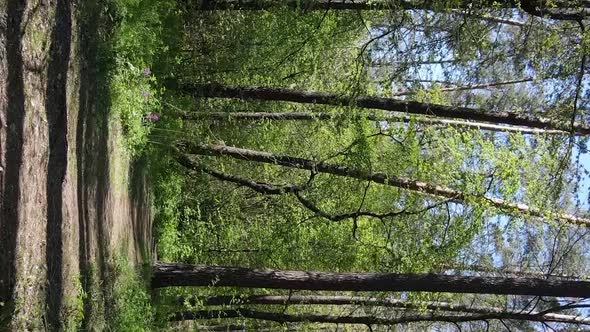 Vertical Video of Green Forest During the Day