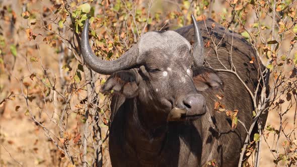 African Buffalo With Oxpecker Bird