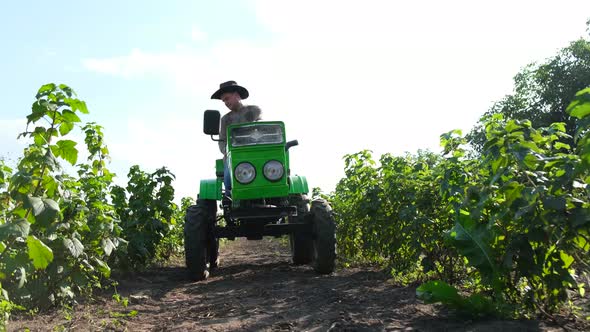 An Agronomist Inspects a Berry Crop While Riding His Mini Tractor