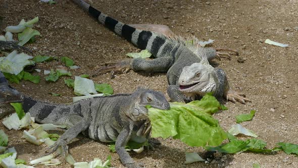 Lizards on Aruba eating green leaves