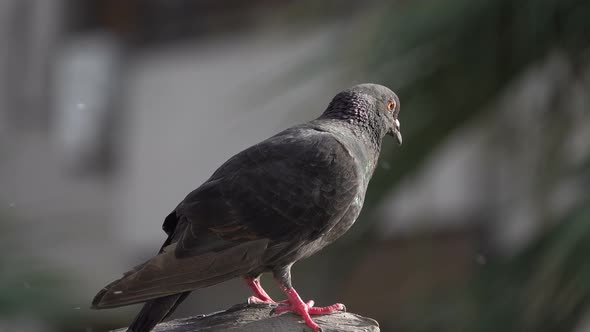 Timid Pigeon