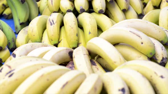 Fresh bananas on display for sale at free fair. Panoramic plan. Tilt