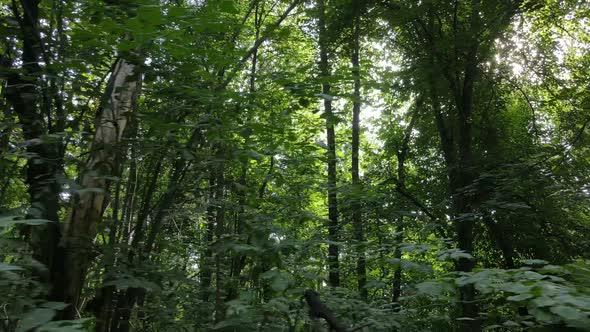 Slow Motion View of Green Forest By Day