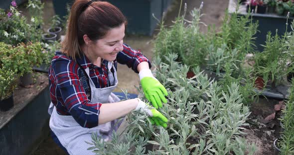 Woman working inside nursery greenhouse - Green market concept