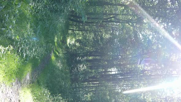 Vertical Video Aerial View Inside a Green Forest with Trees in Summer