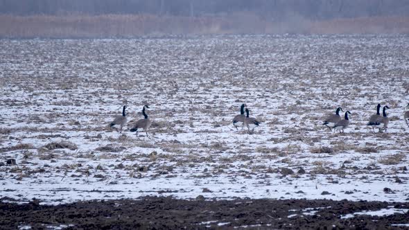 A flock of Canada geese walk in a harvested crop field in the winter