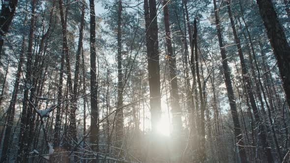 Slow motion of the camera through the snow-covered beautiful winter forest towards the bright sun.