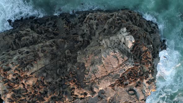 Bird's Eye View Of Cobquecura Piedra De La Loberia Full Of Sea Lions In Chile - aerial drone shot