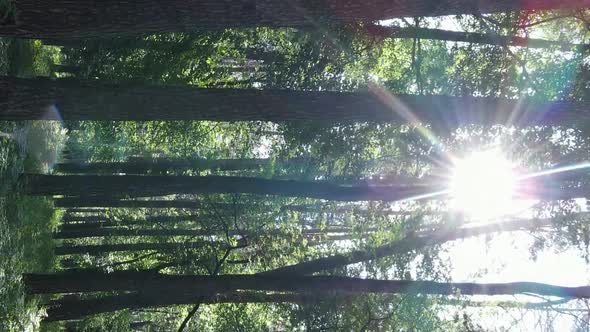 Vertical Video Aerial View Inside a Green Forest with Trees in Summer