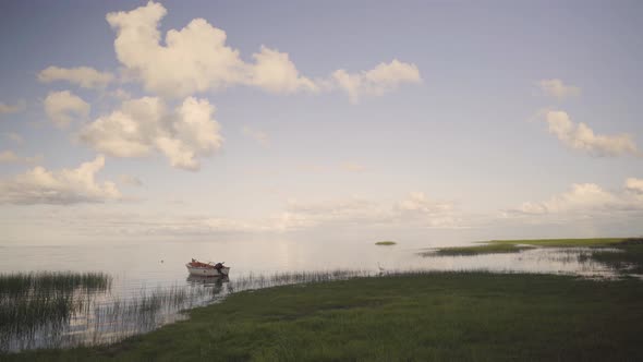 Green coast with birds on the Baltic coast