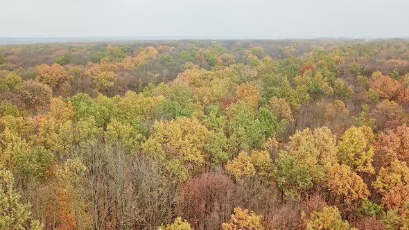 Aerial view of forest in autumn time outdoors.