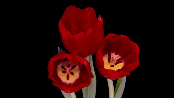 Beautiful Red Tulip Flower Background