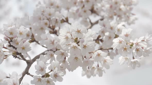 Sakura In Spring