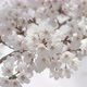 Sakura In Spring - VideoHive Item for Sale