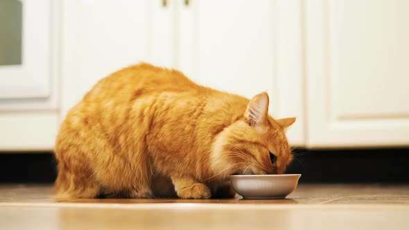 Cute Ginger Cat Sitting on Floor and Eating Cat Food From Its White Bowl. Fluffy Pet in Cozy Home.