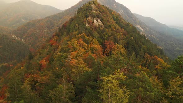 Flying over the autumn forest