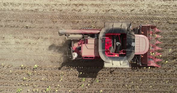 Top down view of Harvester machine harvest sunflower. Combine harvesting sunflower