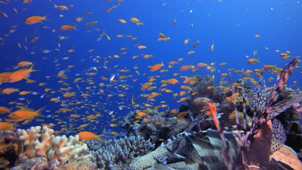 Underwater Sea Water Tropical Life