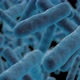 Various bacteria - VideoHive Item for Sale