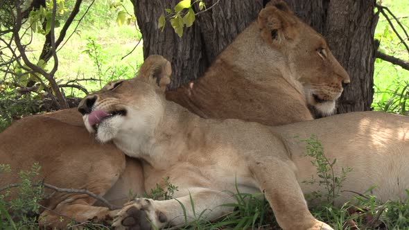 Two lionesses snuggle together under a tree on a hot day in Africa.