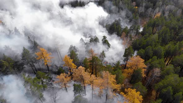 Forest Fire. Fire Destroys Trees and Forest Animal