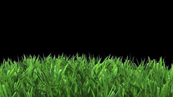 Green Grass alt
