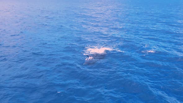 mother humpback whale and calf swimming at the surface during sunrise in hawaii