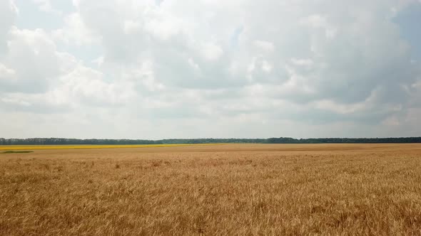 Aerial View of the Land Sown with Wheat