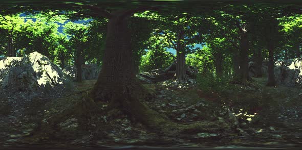 VR360 View of Morning Green Forest