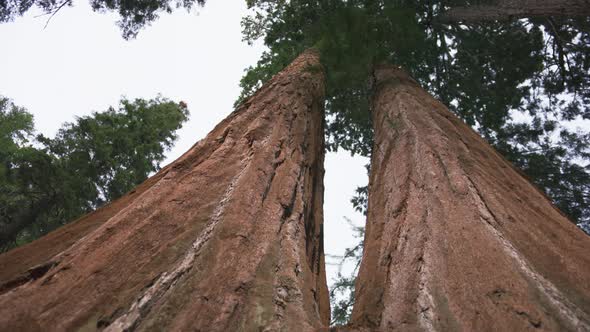 Slow Motion Giant Red Sequoia Tree Low Angle View Sequoia National Park 6K USA