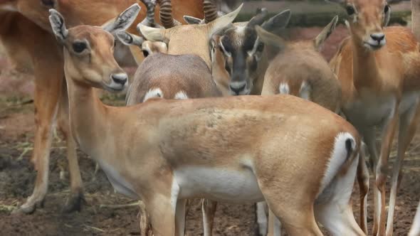 Group of deers in the park