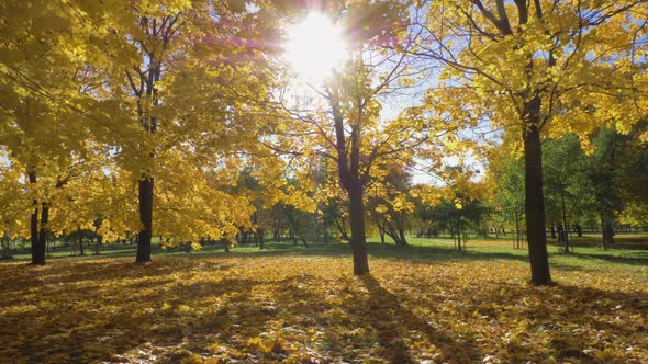 Park or Forest with Yellow Maple Trees