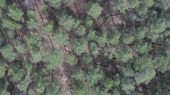 Vertical Video of Green Pine Forest By Day Aerial View