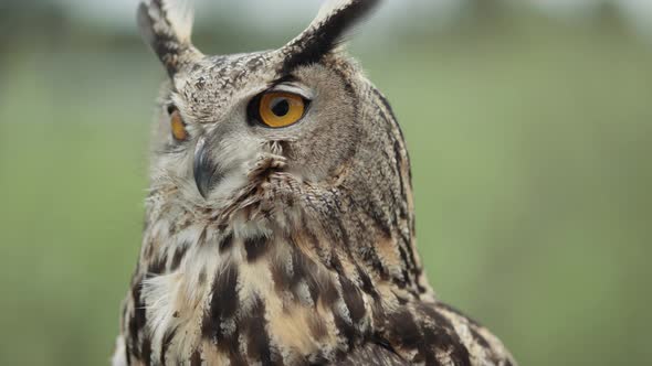 Eagle owl making noises on forest background