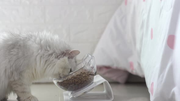 Cute Persian Cat Eating Food From Bowl On Floor