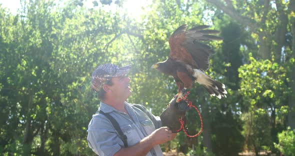 Falcon eagle perching on mans hand