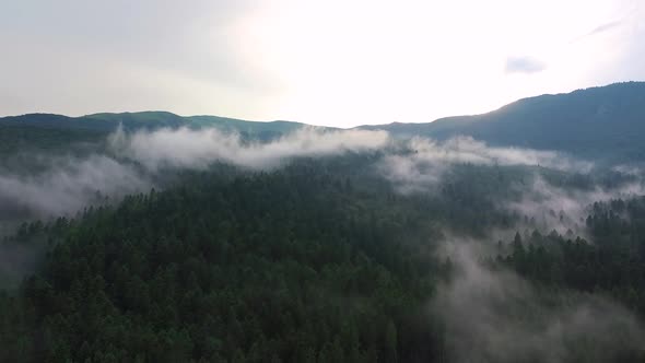 Forest steam clouds