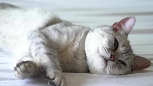 Cute British Cat Lying On White Bed