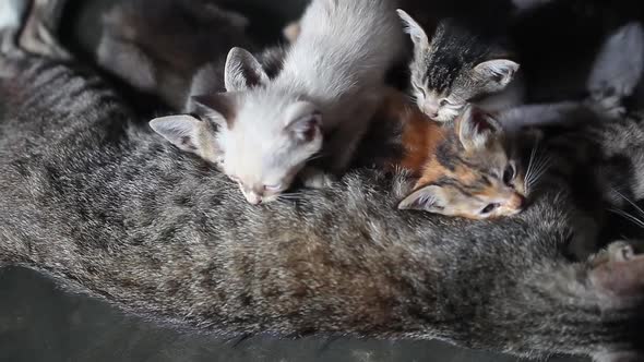 Breastfeeding Kittens. Cute Cat Family. Mom Cat Gives Milk Feeding and Takes Care of Her Cute Kitten