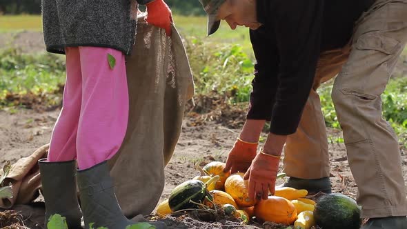 Farmer Lays the Zucchini in the Bag