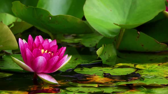 Lotus Flowers On Lake Water 17