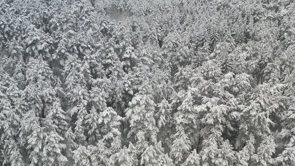 View From the Height of the Winter Forest with Snowcovered Trees in Winter