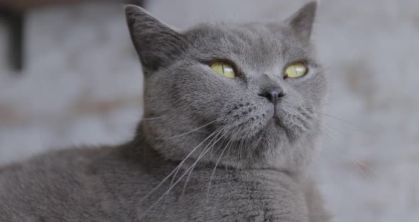 British Cat Laying On The Floor And Looking At Camera.