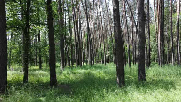 Beautiful Green Forest on a Summer Day Slow Motion