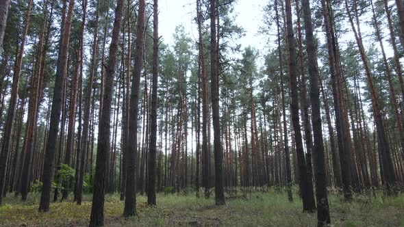 Landscape Inside the Forest with Pine Trees