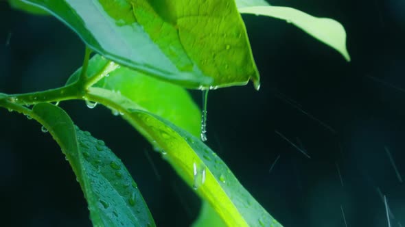 Fresh Green Leaves with Water Drops Relaxation with Water Ripple Drops Concept