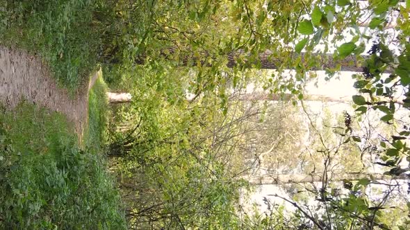 Vertical Video Autumn Forest with Trees in Ukraine Slow Motion