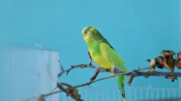 One Green Parrot Sits on a Cagea Gainst Blue Backdrop