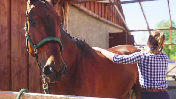 Girl Cleaning Her Dark Bay Horse Using A Brush In A Stable During The Daytime