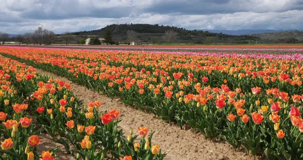 Tulips field in the Provence, Alpes de Haute Provence, France